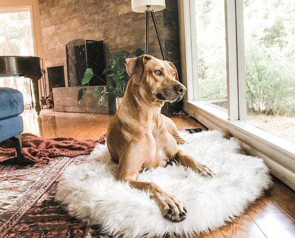 Pet beige mat
