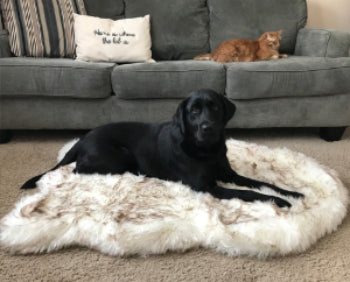 Pet beige mat