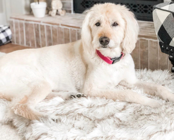 Pet beige mat